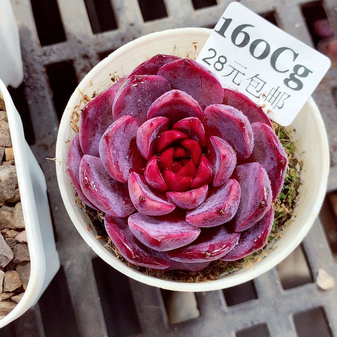 5厘米盆精控多肉160