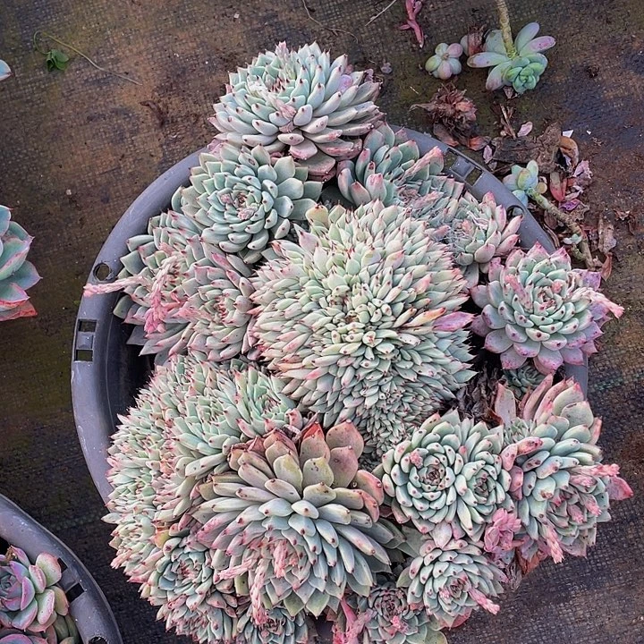 绿爪带盆土缀化多肉特价39.8