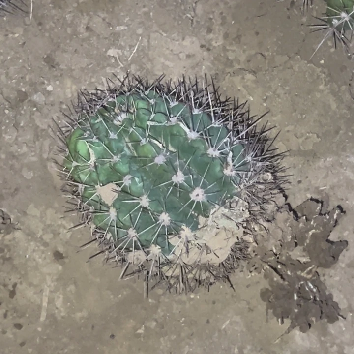 闲**步清清苏乞儿根瑕疵歪6