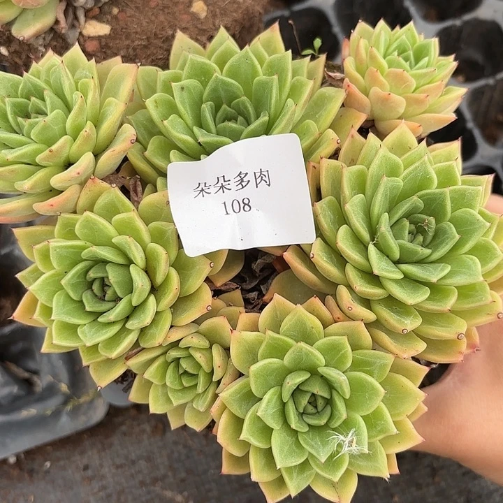 战后108呀呀呀啊呀呀呀啊呀呀呀