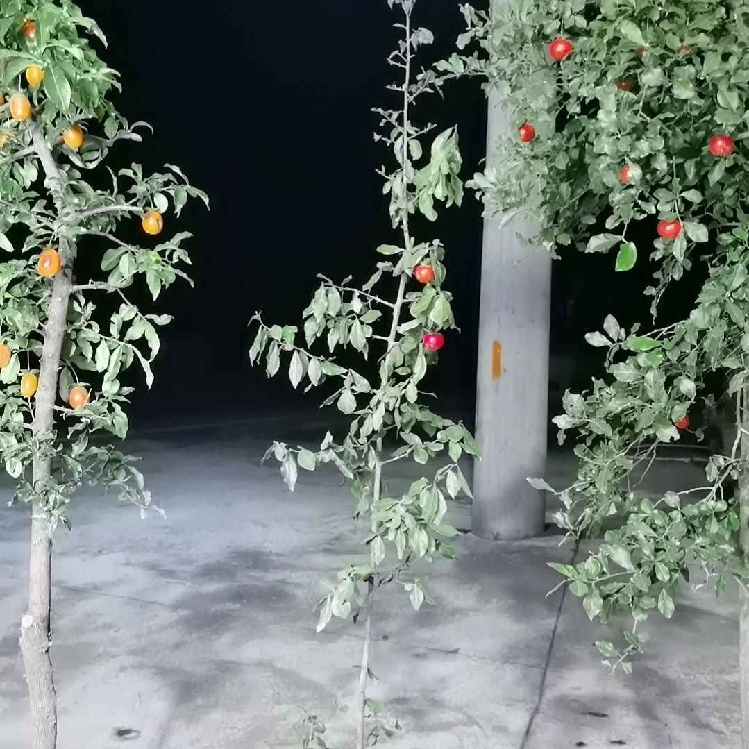 金弹子四季常青不落叶开花结果