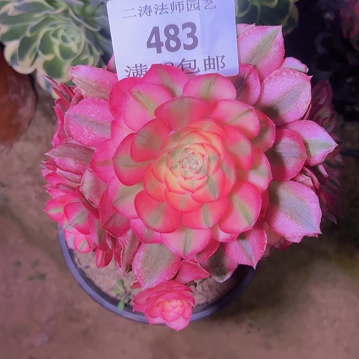 琴**悠483倾城多肉老桩砍过头