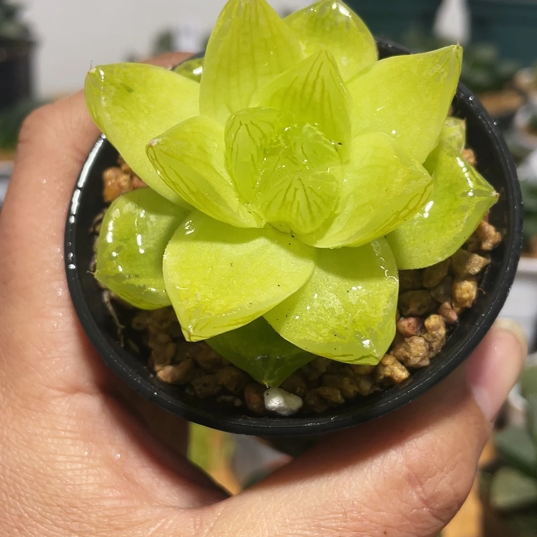 万象盆黄金玉露多肉