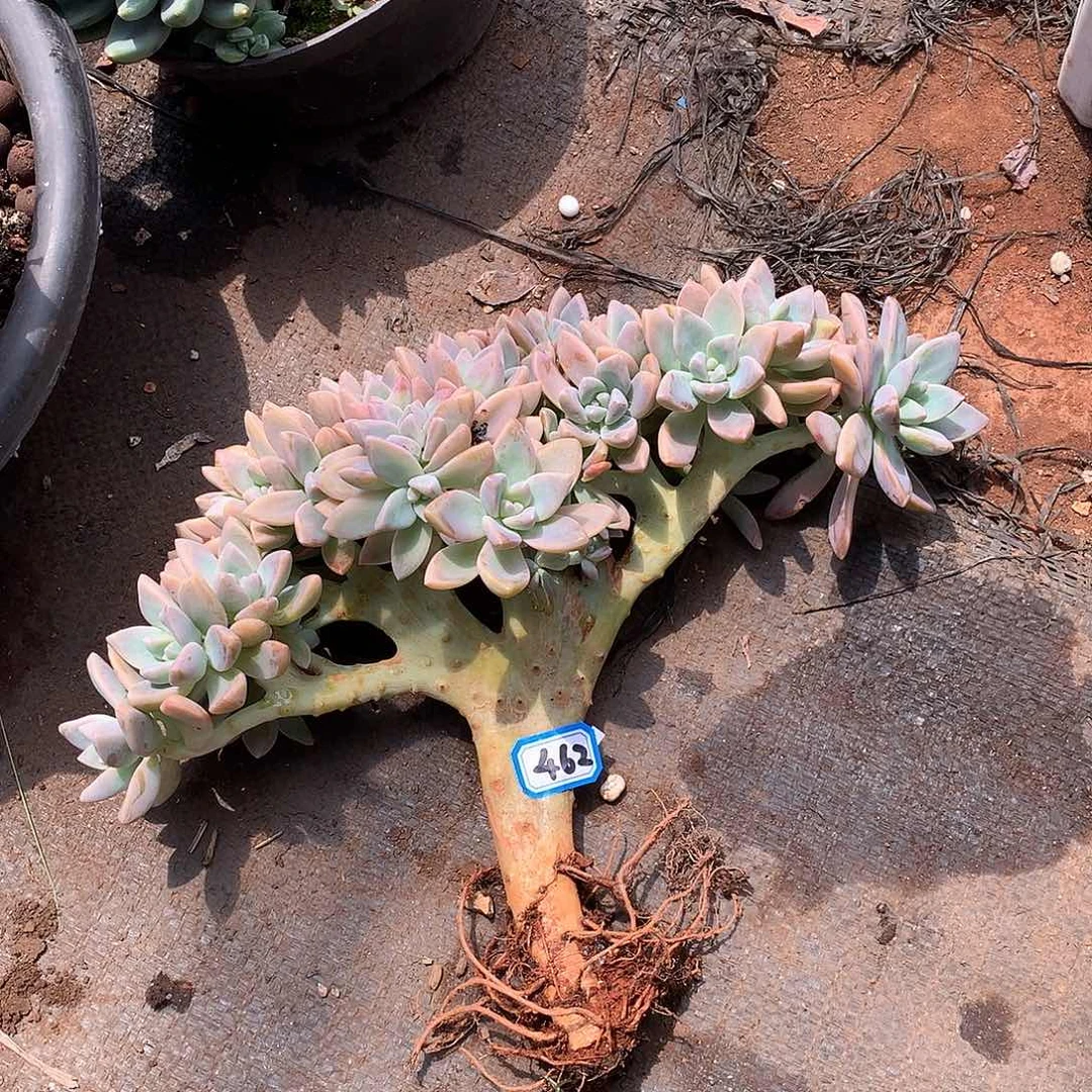 一物一拍多肉 462淡雪缀