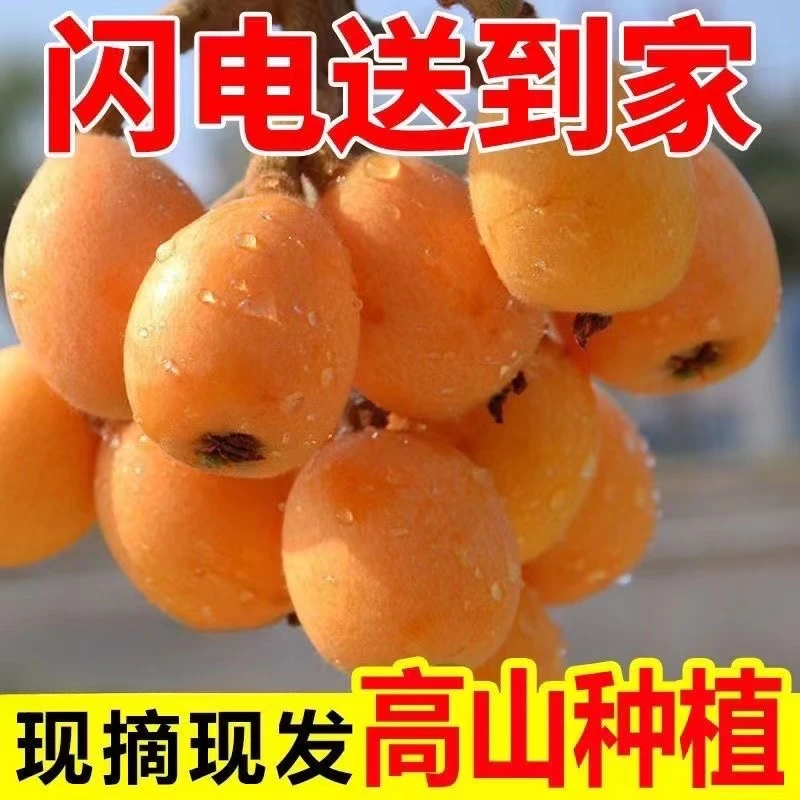 【爆甜】四川高山大五星枇杷新鲜水果当季应季枇杷果琵琶甜枇杷包邮