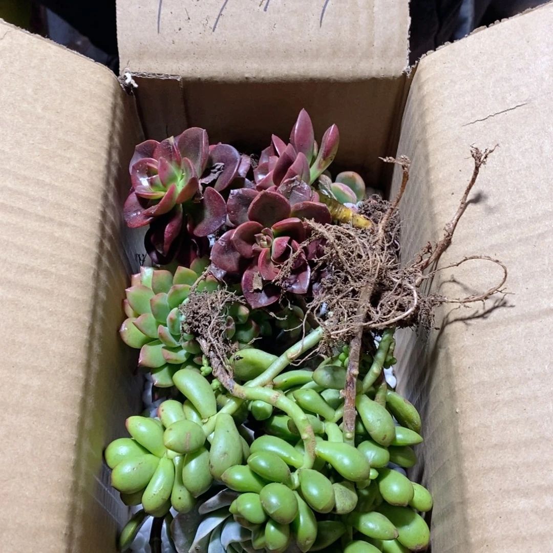 13.9不知道几颗版本