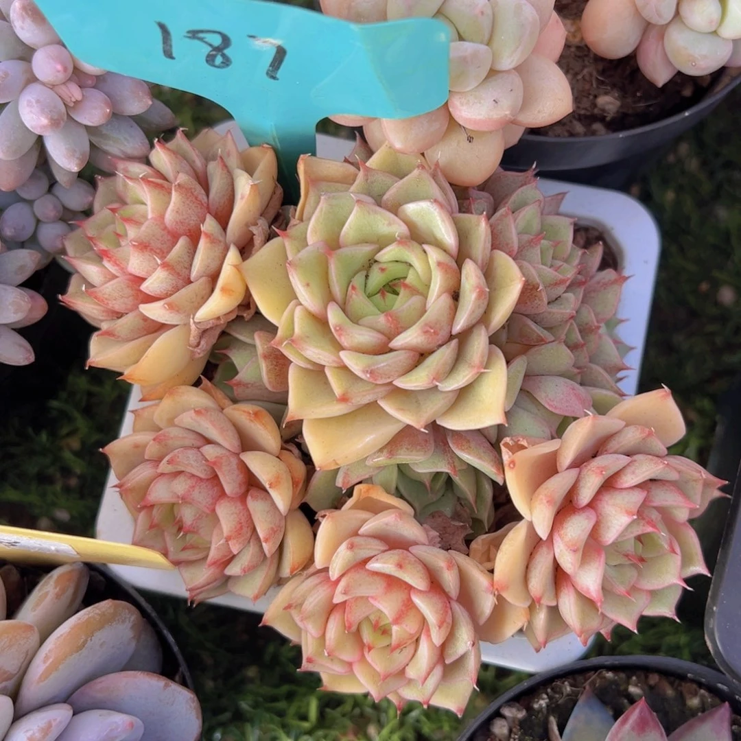 香玉的故事是一个人的