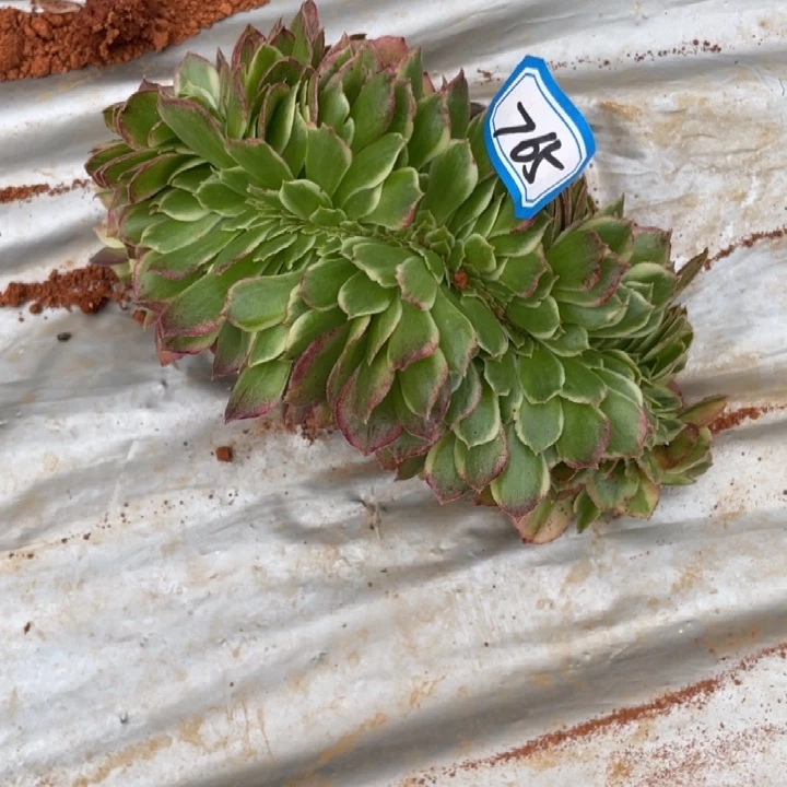 765，海王缀化法师