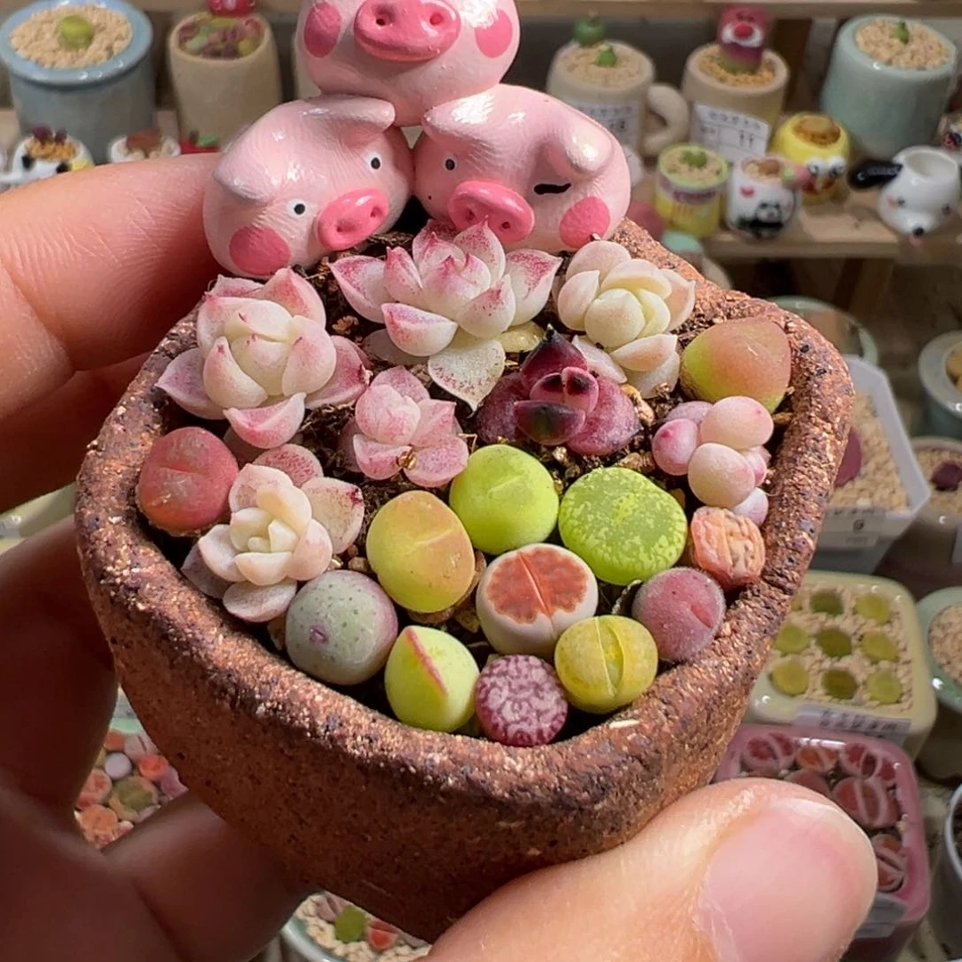 多肉植物29号小花海