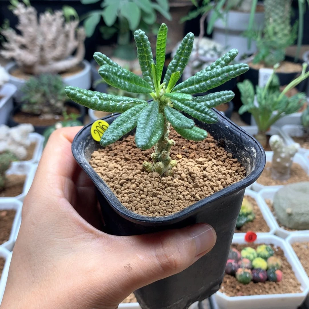 泡泡叶巨琉桑扦插带盆206