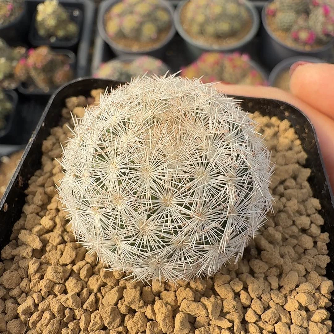 实生半月丸脱土发货