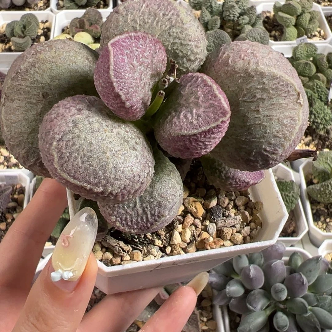 哈莫猪肝多头纯木质桩多肉植物水泡