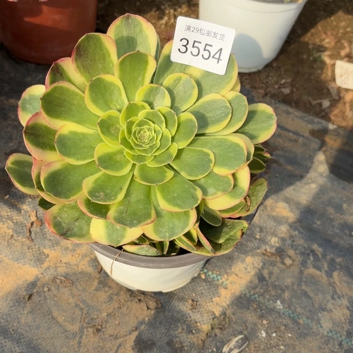 万奶白锦多肉法师3554