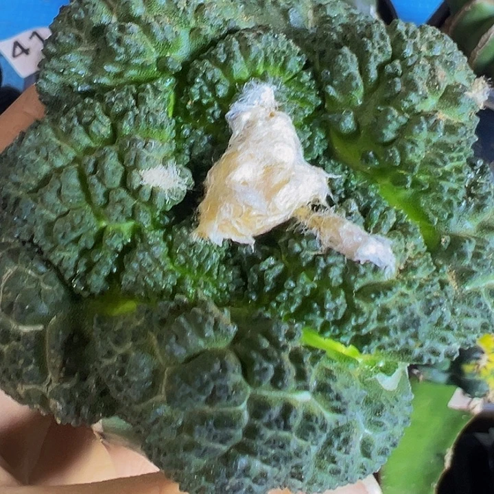 双头龟甲215仙人球