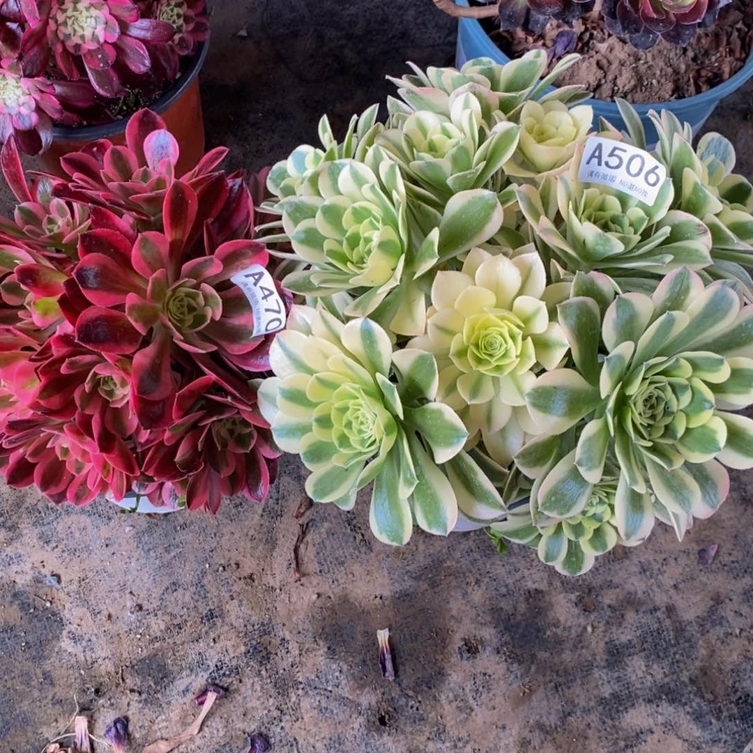 506 470俩棵嫩桩法师