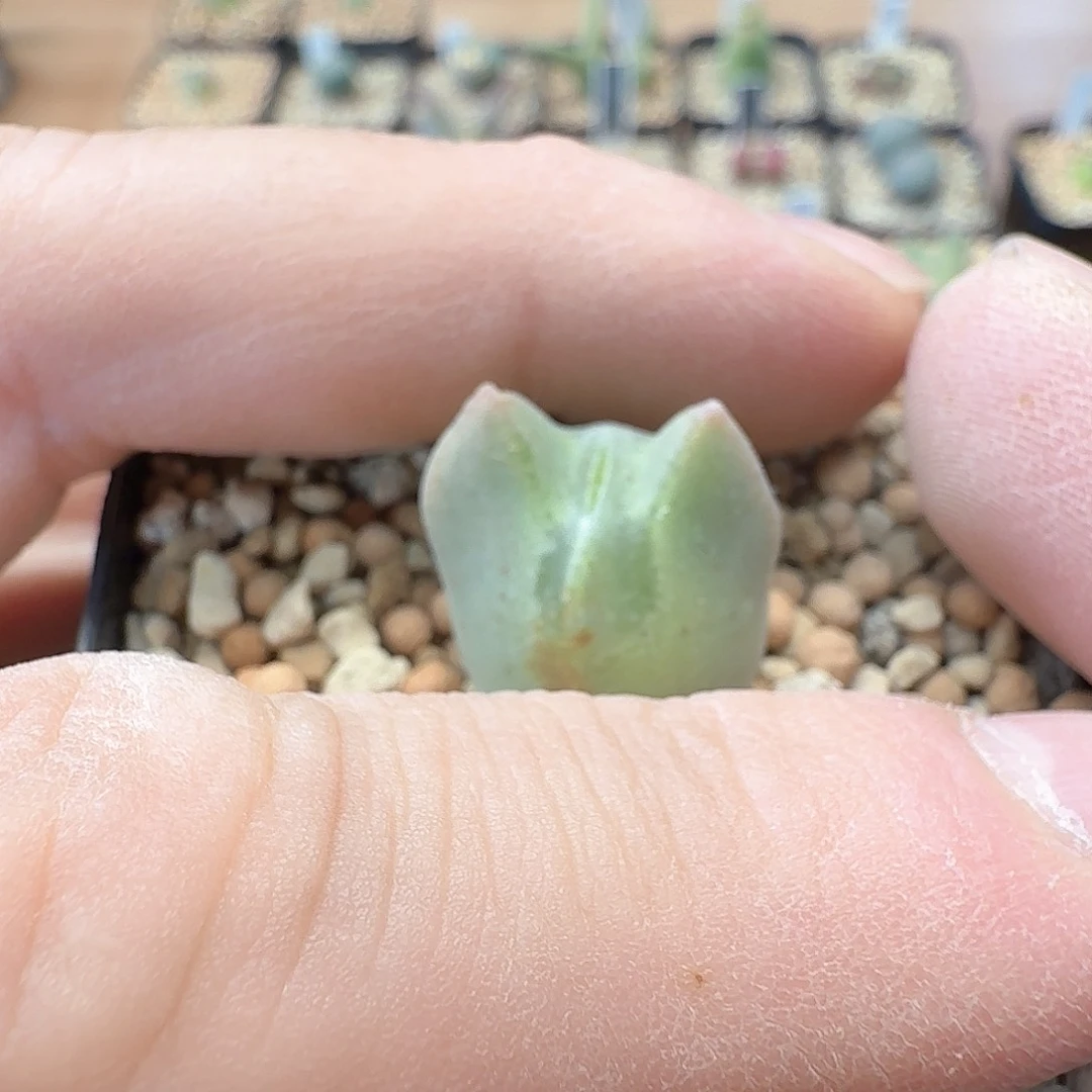 ?****dy21 d宝宝 sb793