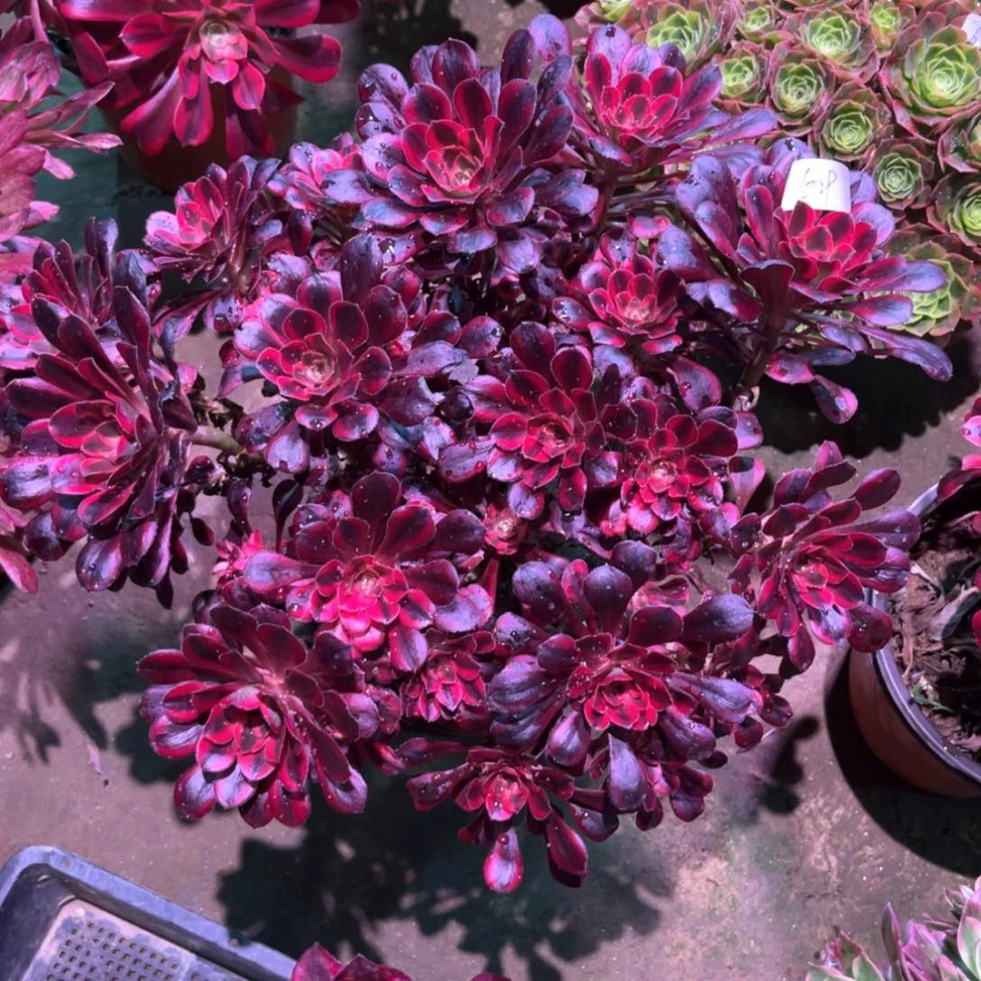 多肉植物  000629