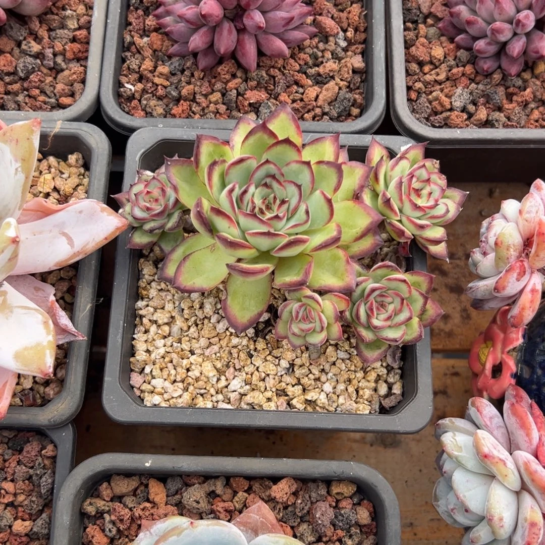 多肉肉酱玫瑰【非偏远满18包邮】