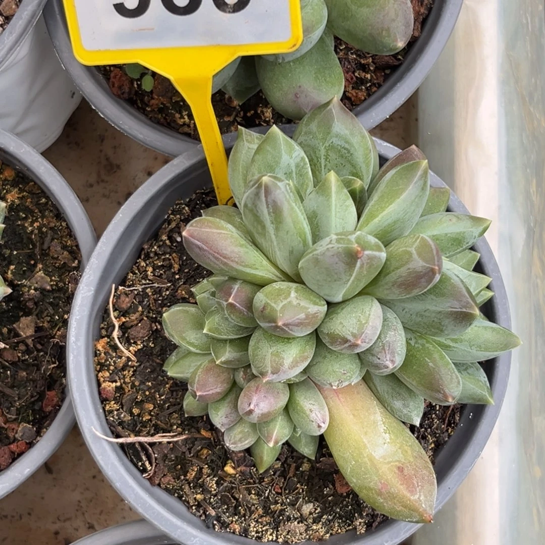 多肉植物重楼群939