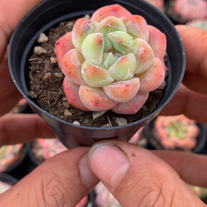 小精控一物一拍多肉