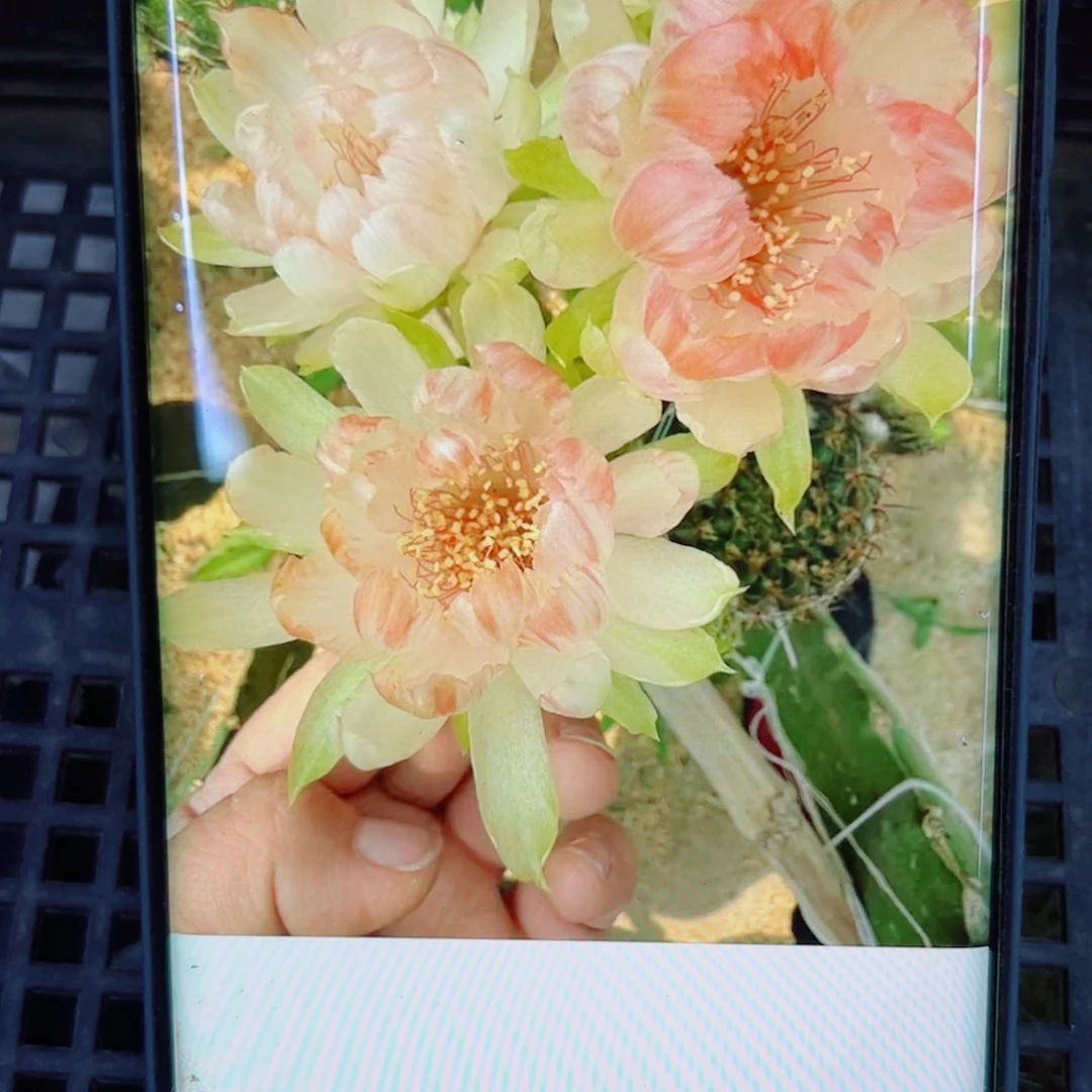 下96丽花102 歪无根侧芽3公分左右20包邮