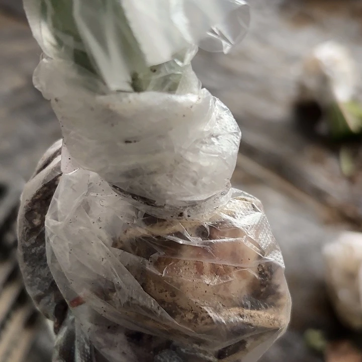 紫蝶四左右有标带土