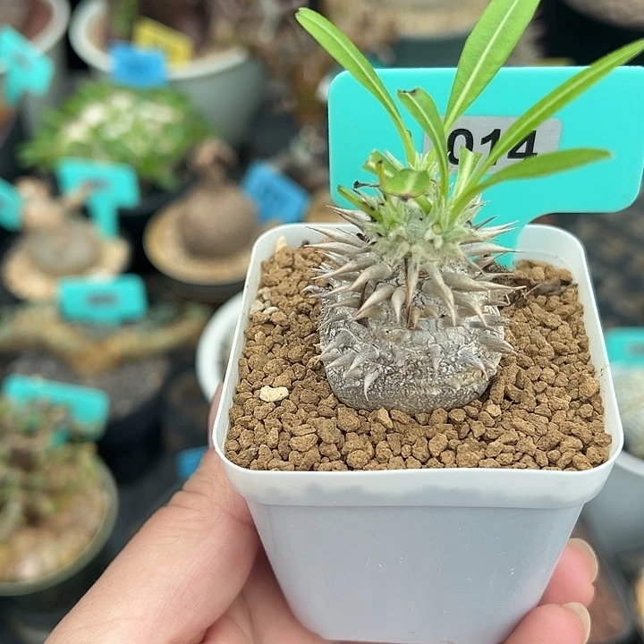 惠比大黑多肉植物014