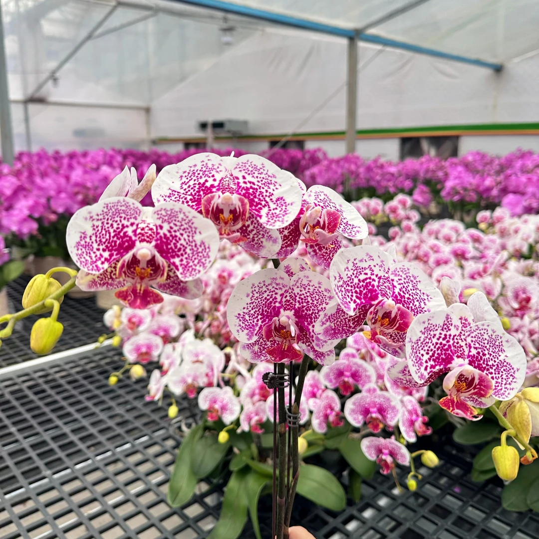 蝴蝶兰【龙树枫叶】广东基地直发蝴蝶兰鲜花室内送礼高端花卉