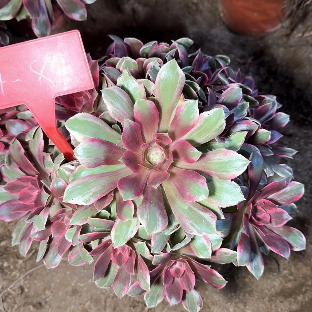 4-84浣纱多肉法师