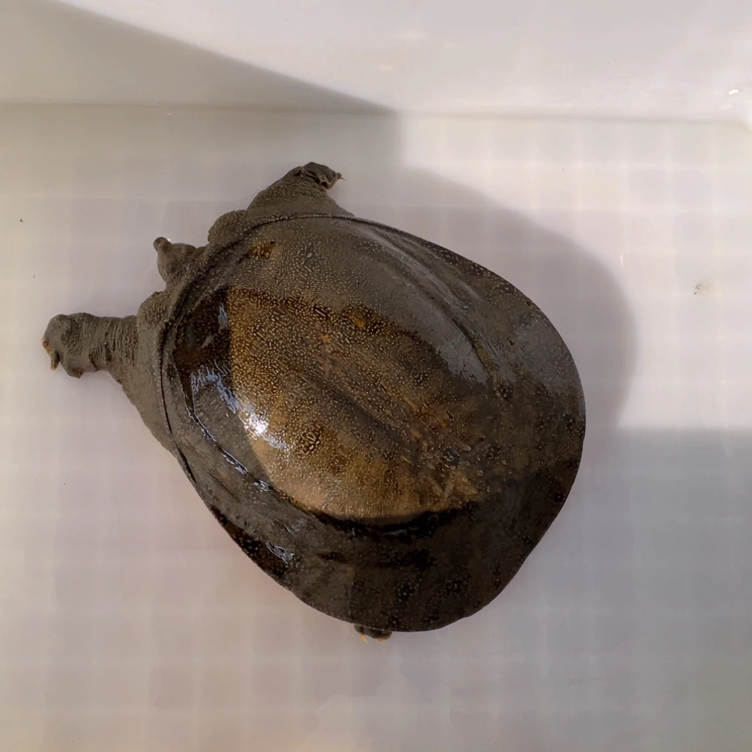 中国大陆野生甲鱼包邮