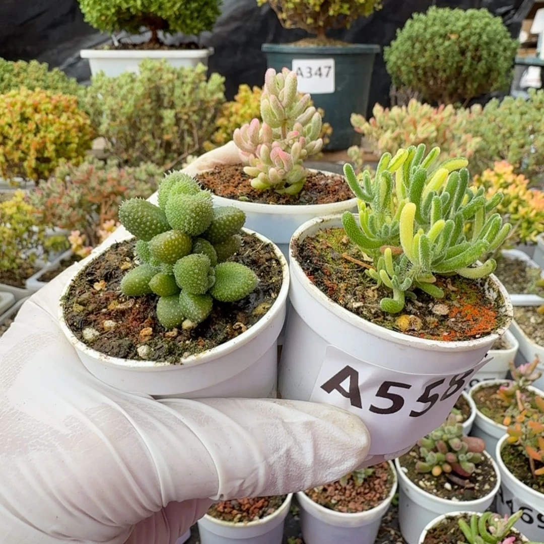 宝***货A557小苍耳558荧光兔锦559红宝石锦