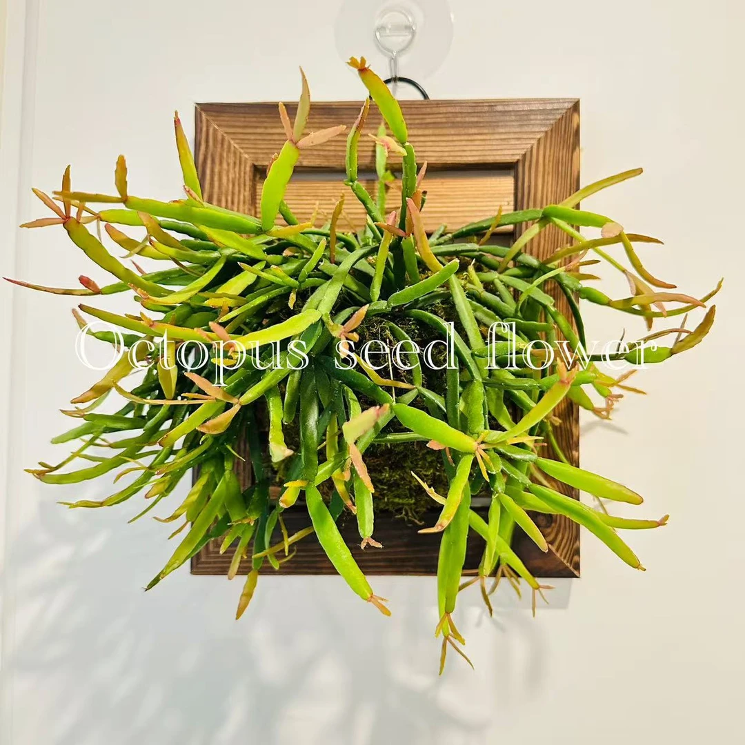 蟹爪丝苇 室内阳台庭院垂挂开花观叶多年生绿植盆栽顺丰包邮