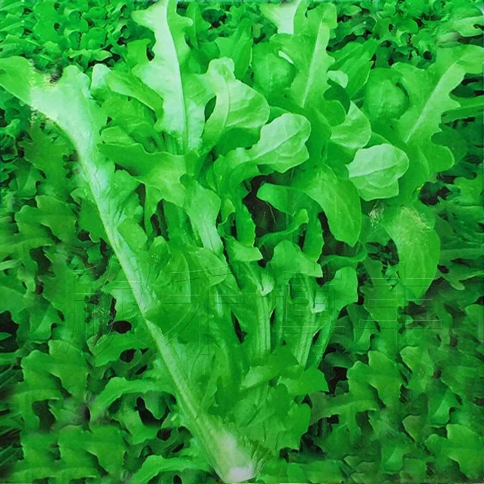 【绿YY油麦菜种子】花叶油麦菜红油麦菜籽甜脆沙拉蔬菜种子