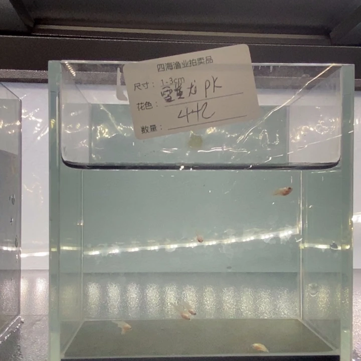 斗鱼包活不包损所见即所得498
