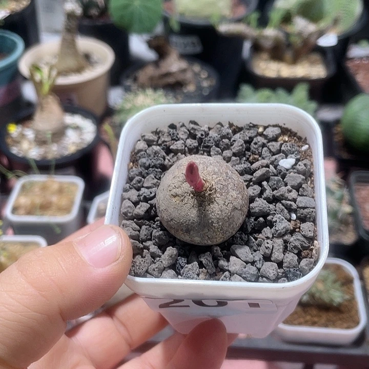 201玫大戟块根植物