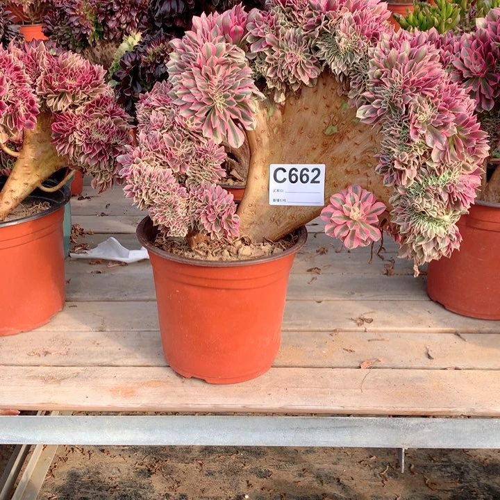 662粉女巫缀多肉法师