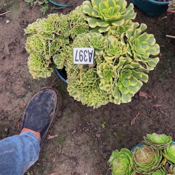 迈巴克花30-39包邮花花
