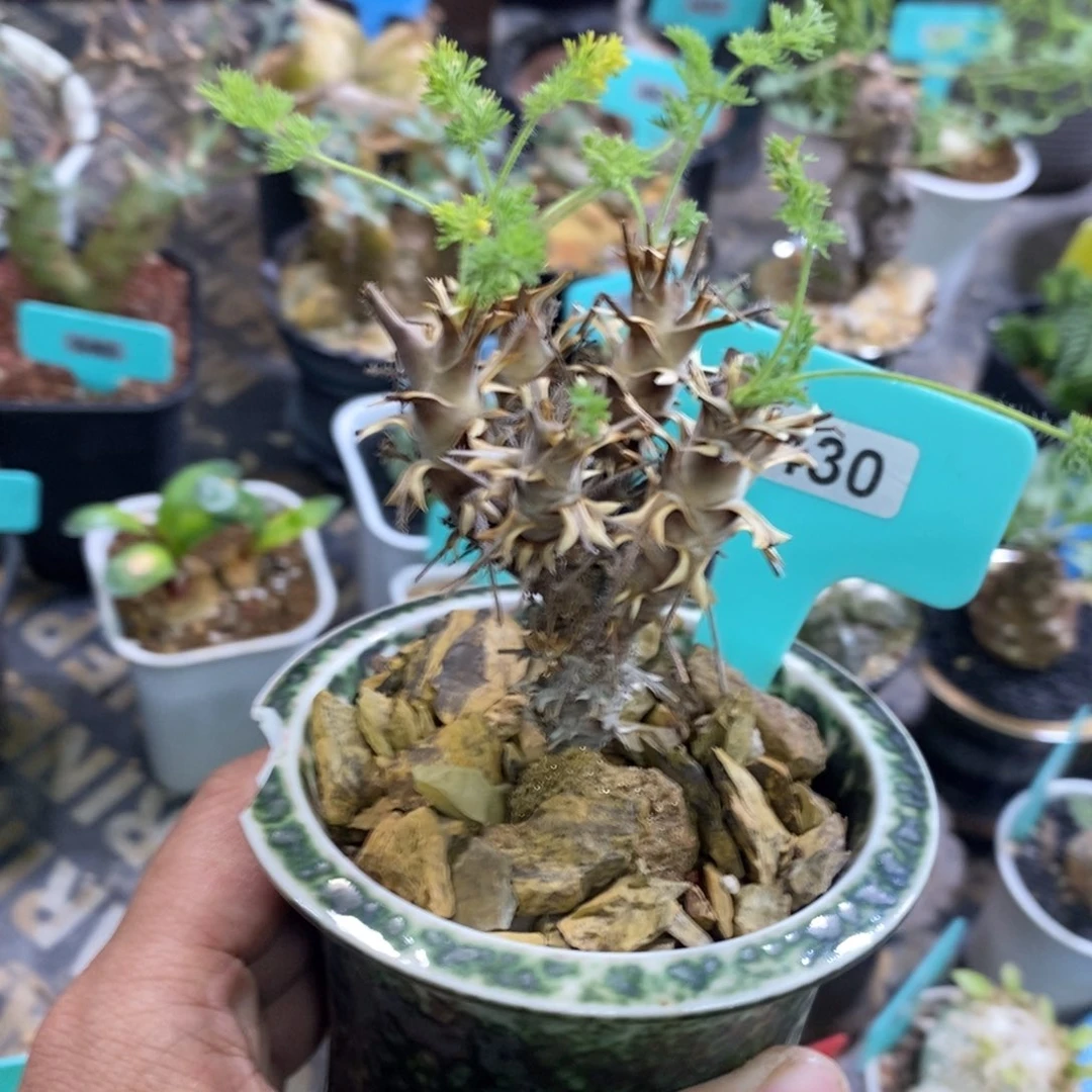 出云杨奎多肉植物