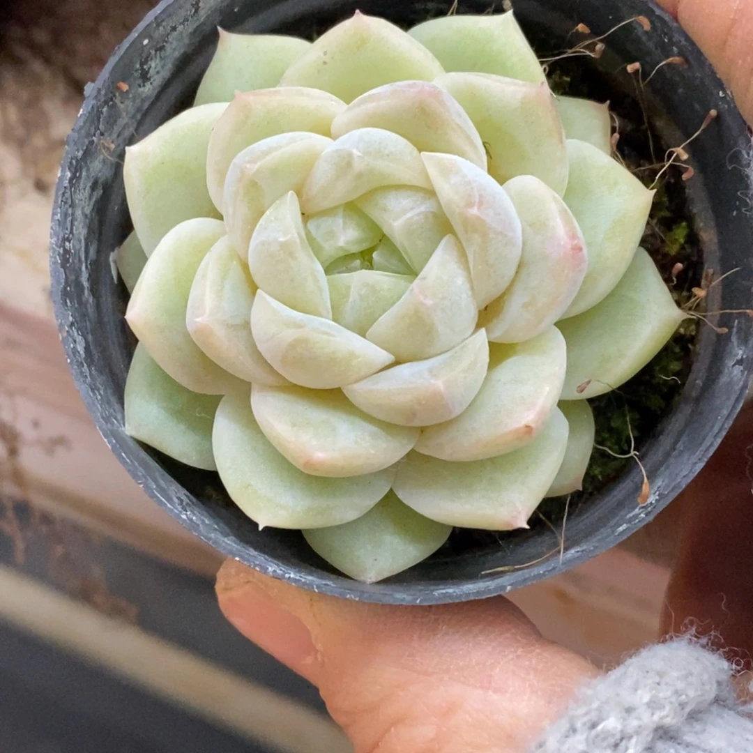 精品多肉一物拍不包整137