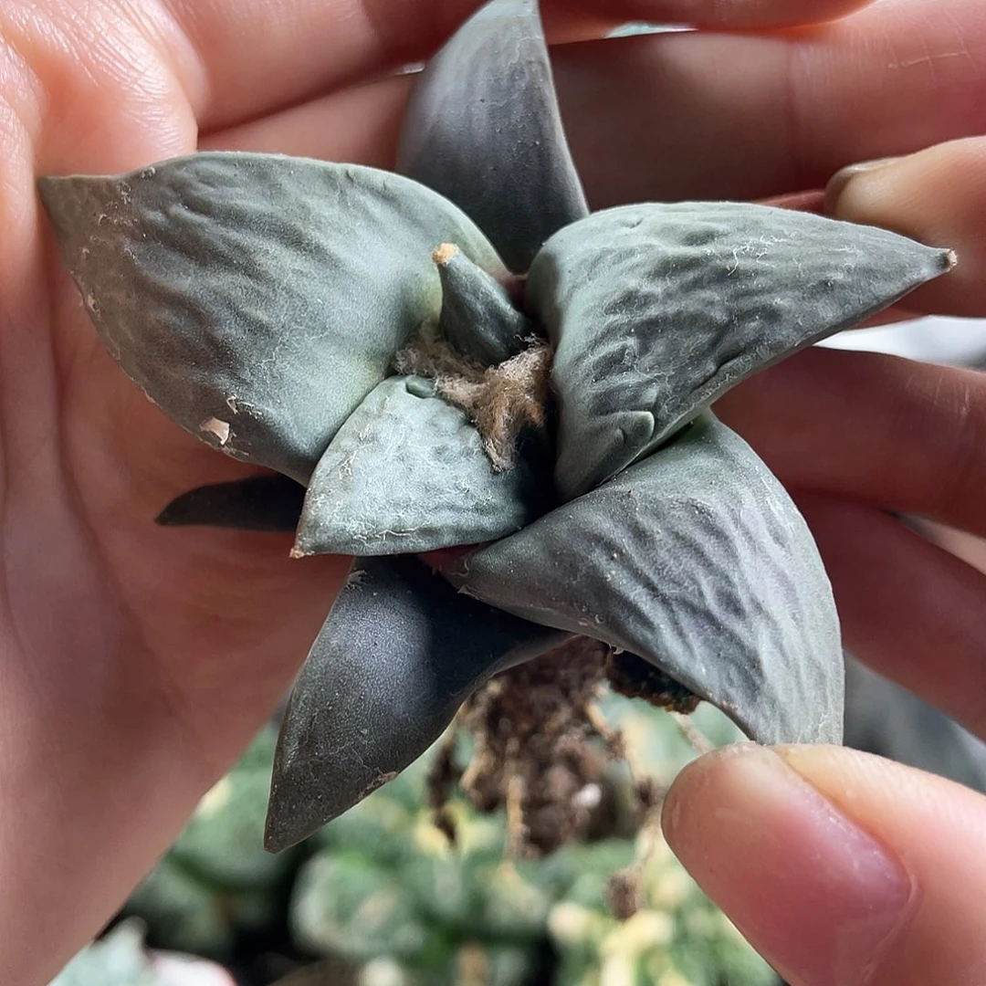 5cm实生福利好好怒涛萝卜根