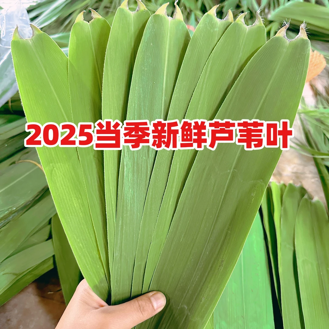 湖北洪湖宽新鲜芦苇叶粽叶包粽子的叶子