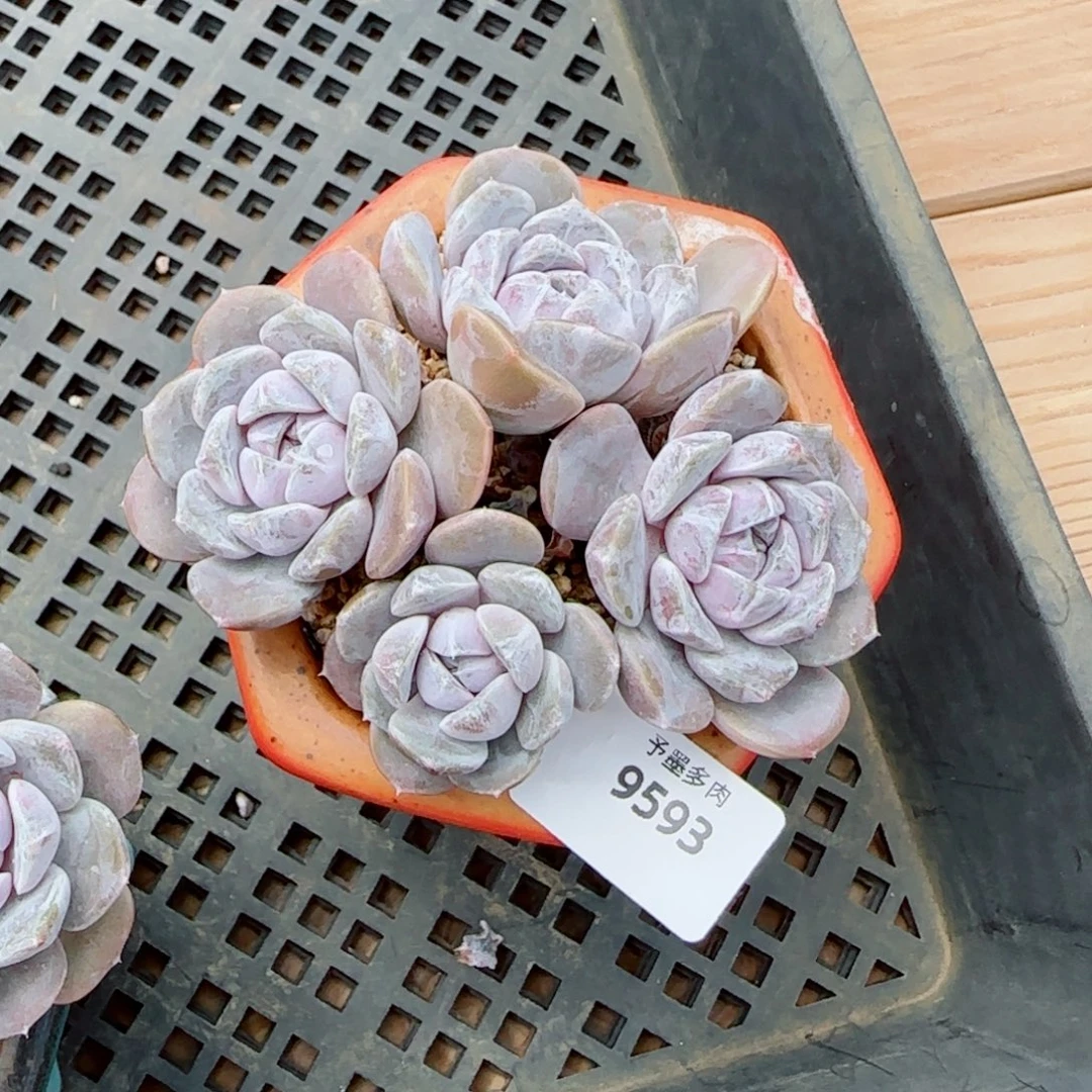 白***姐汉堡无砍，9593多肉植物