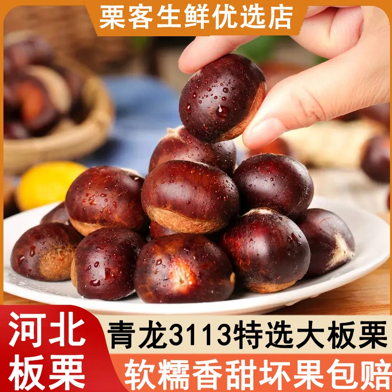 2025年新货正宗河北迁西油板栗青龙3113新鲜大果毛栗生栗子批发