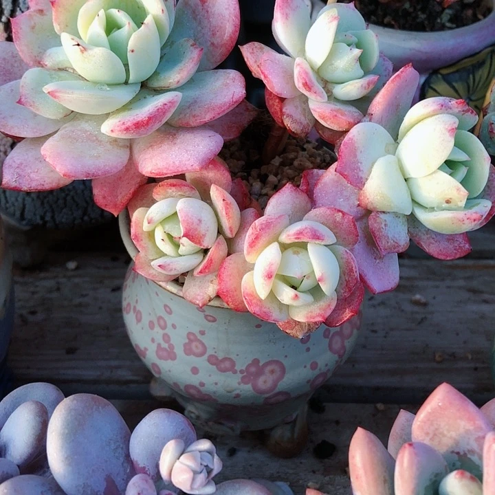 【闪购商品】唐*唐深恋曲