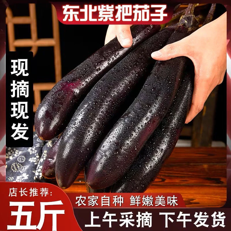 东北紫裤茄子5斤新鲜紫皮茄子当季蔬菜农家自种现摘现发