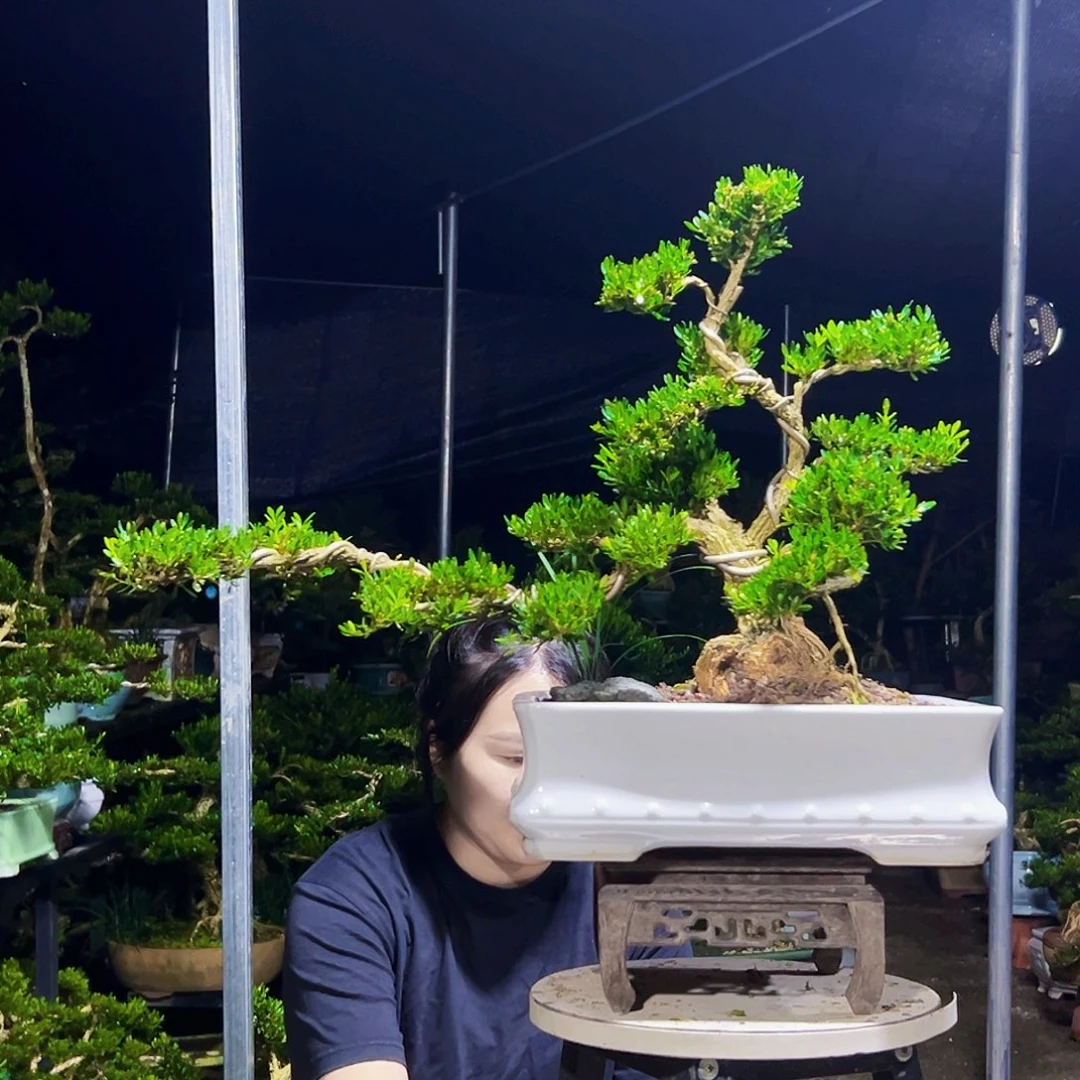 无花朵黄杨木