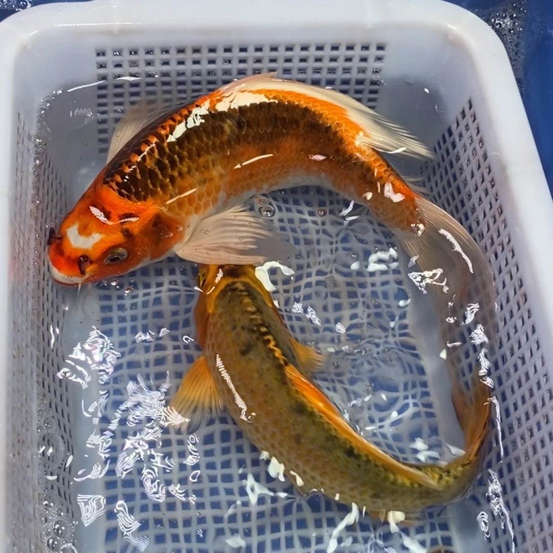 锦鲤冷水锦鲤包邮