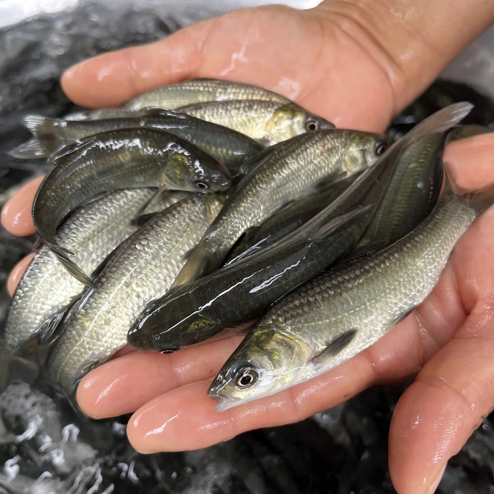 螺丝青淡水鱼可观赏可食用渔场直发