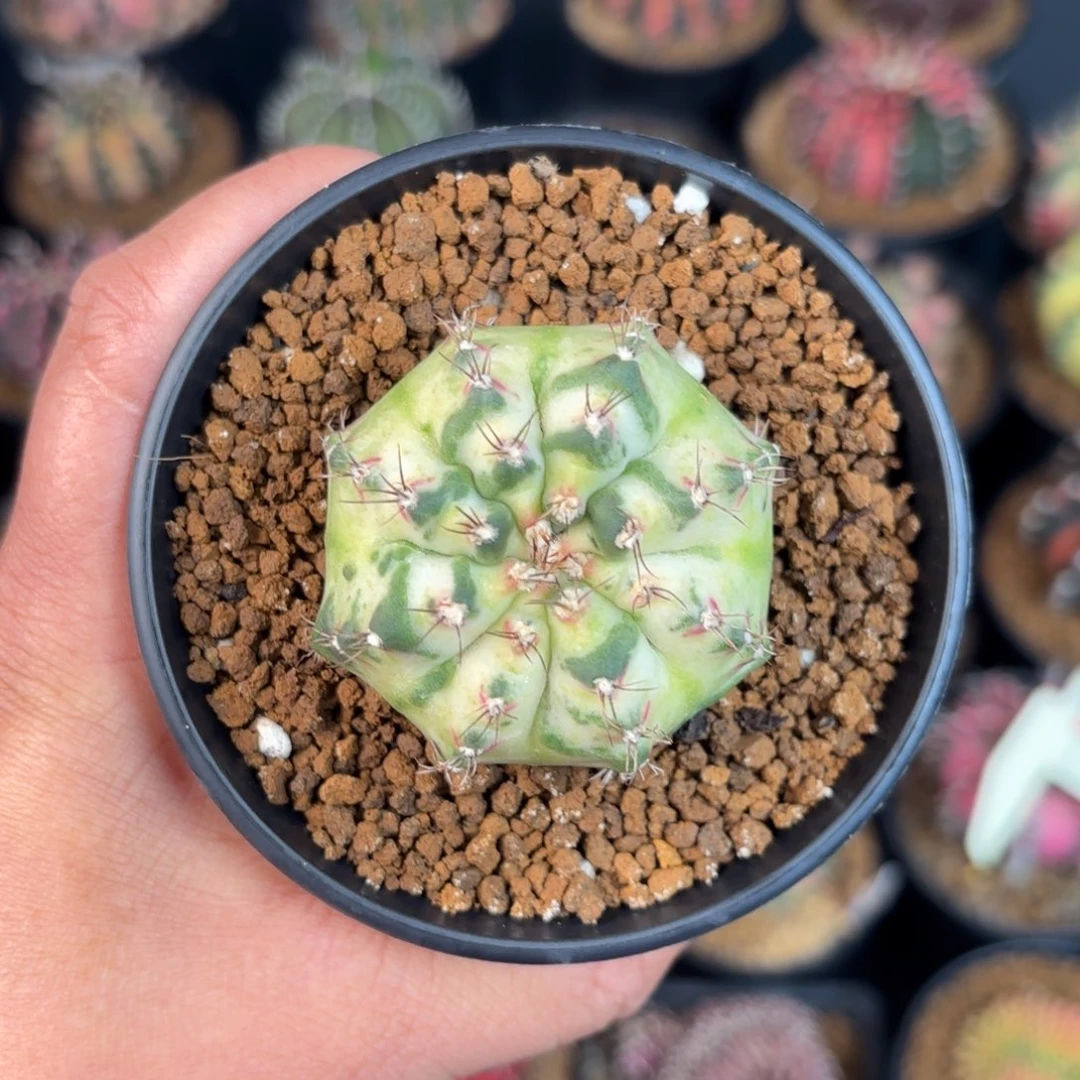 泰系米哈实生仙人球105