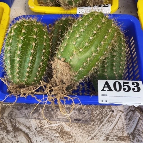 种子苗毛花柱a 053